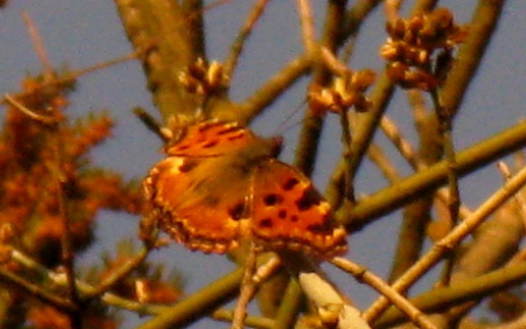 Nymphalis polychloros - Nymphalidae
